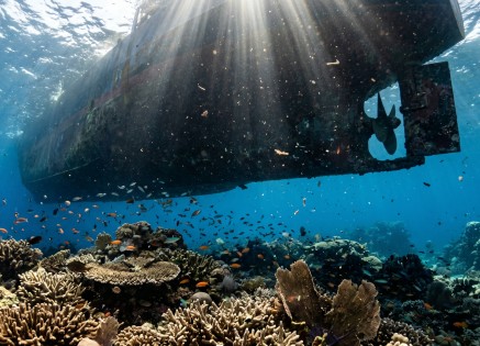 Marine Environment Focus: How Shipping Impacts Ocean Biodiversity and Ecosystems