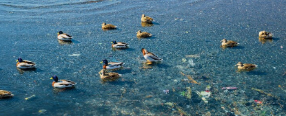 Ocean Governance: The Key to Preserving Our Blue Planet