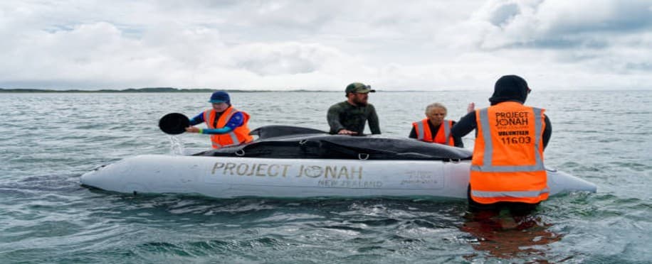Dead Endangered Whale Found on Ship's Bow; Probe Launched