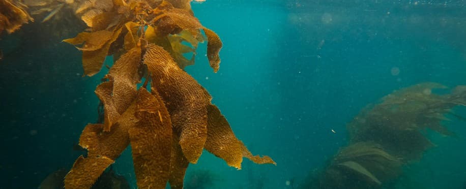 Deep Sea Mining Divides Pacific Island Nations