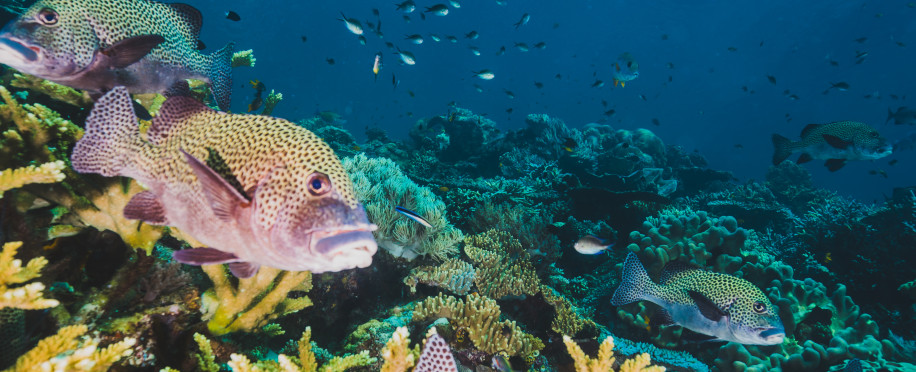 Exploring the Depths: The Critical Role of Marine Ecology in Ocean Conservation