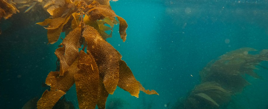 What Are Autonomous Underwater Vehicles (AUVs)? A Deep Dive into Ocean Tech