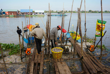 Mekong Giant Catfish Caught in Cambodia